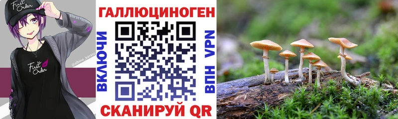 где можно купить наркотик Тырныауз Псилоцибиновые грибы Psilocybine cubensis